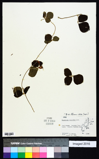 Rhynchosia volubilis image