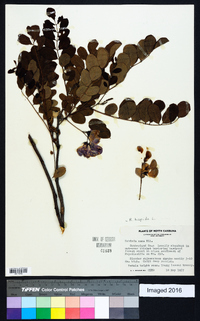 Robinia hispida image