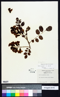 Robinia hispida var. hispida image