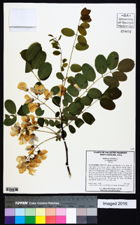 Robinia hispida image