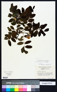 Robinia hispida image