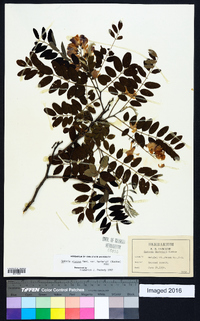 Robinia viscosa var. hartwegii image