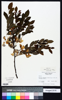 Robinia hispida var. rosea image