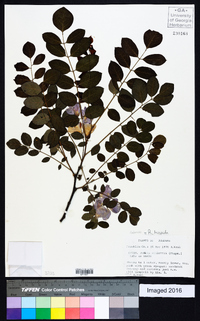 Robinia hispida image