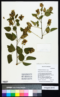 Rupertia physodes image