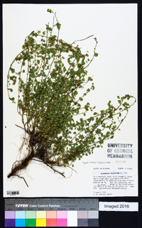 Desmodium triflorum image