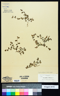 Desmodium triflorum image