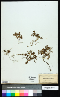 Desmodium triflorum image