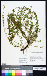 Desmodium triflorum image