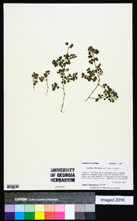 Desmodium triflorum image