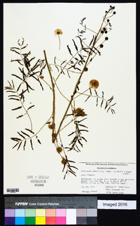 Schrankia hystricina image