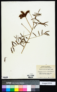 Schrankia hystricina image