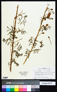 Mimosa nuttallii image