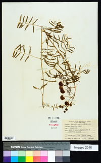 Mimosa nuttallii image