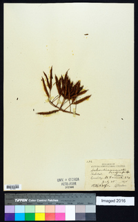 Mimosa microphylla image