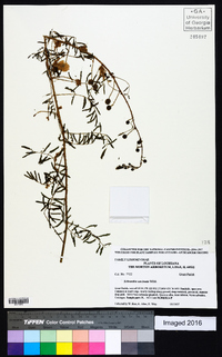 Mimosa microphylla image