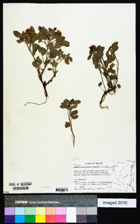 Senna bauhinioides image