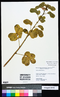 Senna obtusifolia image