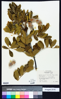 Dermatophyllum secundiflorum image