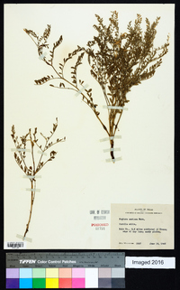 Sophora nuttalliana image