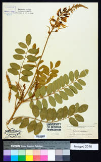 Sophora tomentosa image