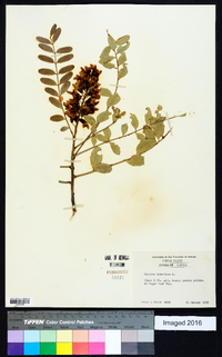 Sophora tomentosa image