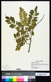 Sophora tomentosa image