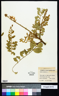 Sophora tomentosa image