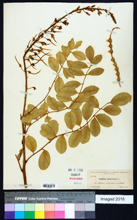 Sophora tomentosa image