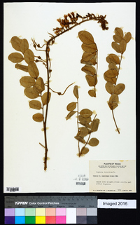 Sophora tomentosa image