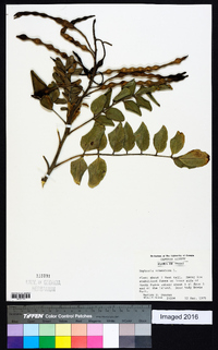 Sophora tomentosa image