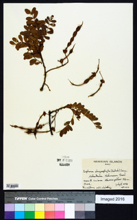 Sophora chrysophylla image