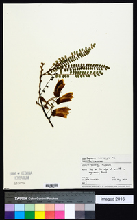 Sophora microphylla image