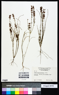 Image of Sphaerolobium linophyllum