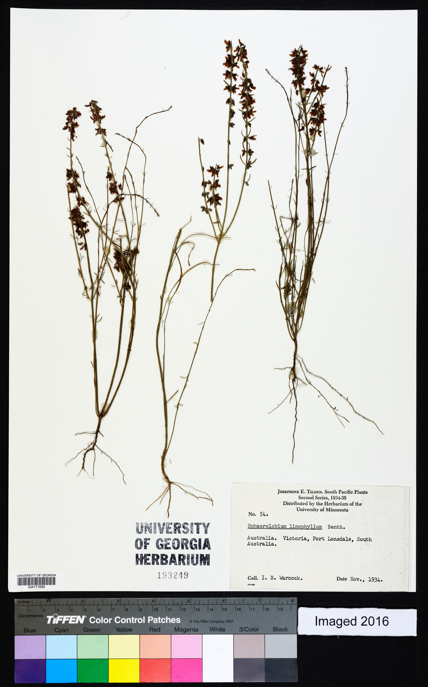 Sphaerolobium linophyllum image