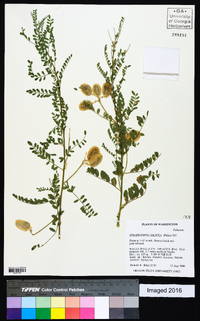 Sphaerophysa salsula image