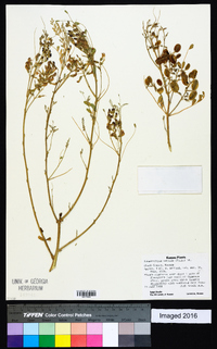 Sphaerophysa salsula image