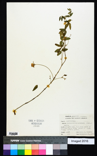 Strophostyles umbellata image