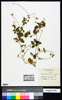 Strophostyles umbellata image