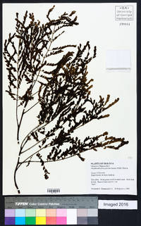 Stryphnodendron pulcherrimum image