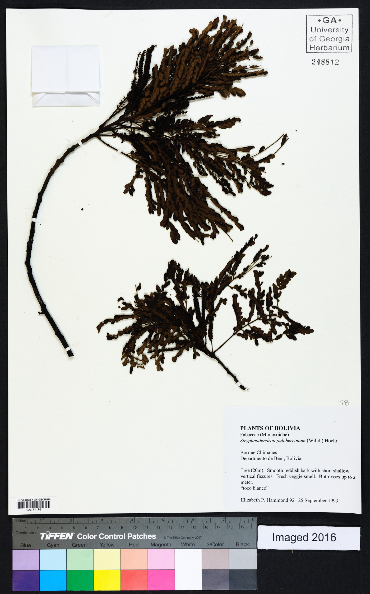 Stryphnodendron pulcherrimum image