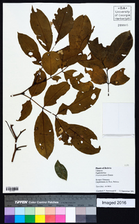 Swartzia jorori image