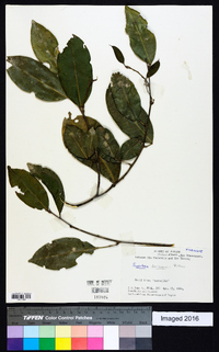 Swartzia simplex var. grandiflora image