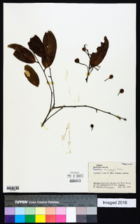 Swartzia simplex var. grandiflora image
