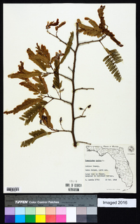 Tamarindus indica image