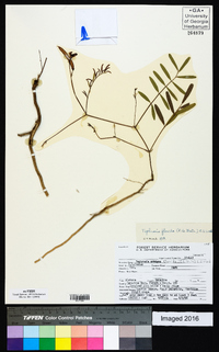 Tephrosia florida image