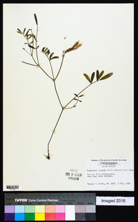 Tephrosia florida image