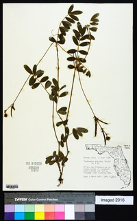 Tephrosia spicata image