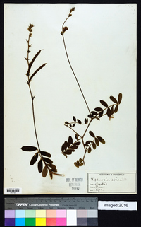 Tephrosia spicata image