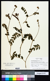 Tephrosia spicata image